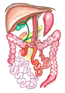 sleeve gastrectomy surgery